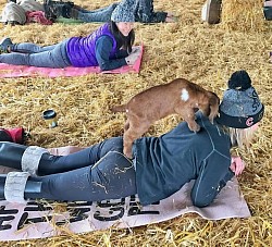 Ziegenyoga im Urlaub